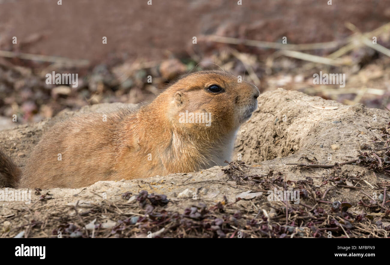 Schwarz-tailed Präriehunde (Cynomys ludovicianus) Stockfoto