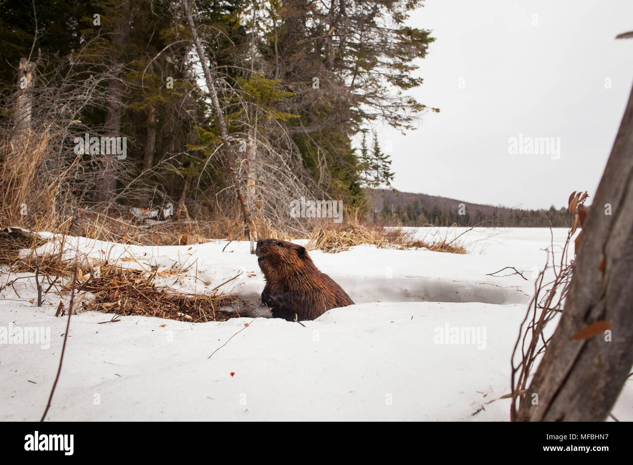 MAYNOOTH, ONTARIO, Kanada - 24 April 2018: Ein nordamerikanischer Biber (Castor Canadensis) Grünfutter für Lebensmittel. (Ryan Carter) Stockfoto