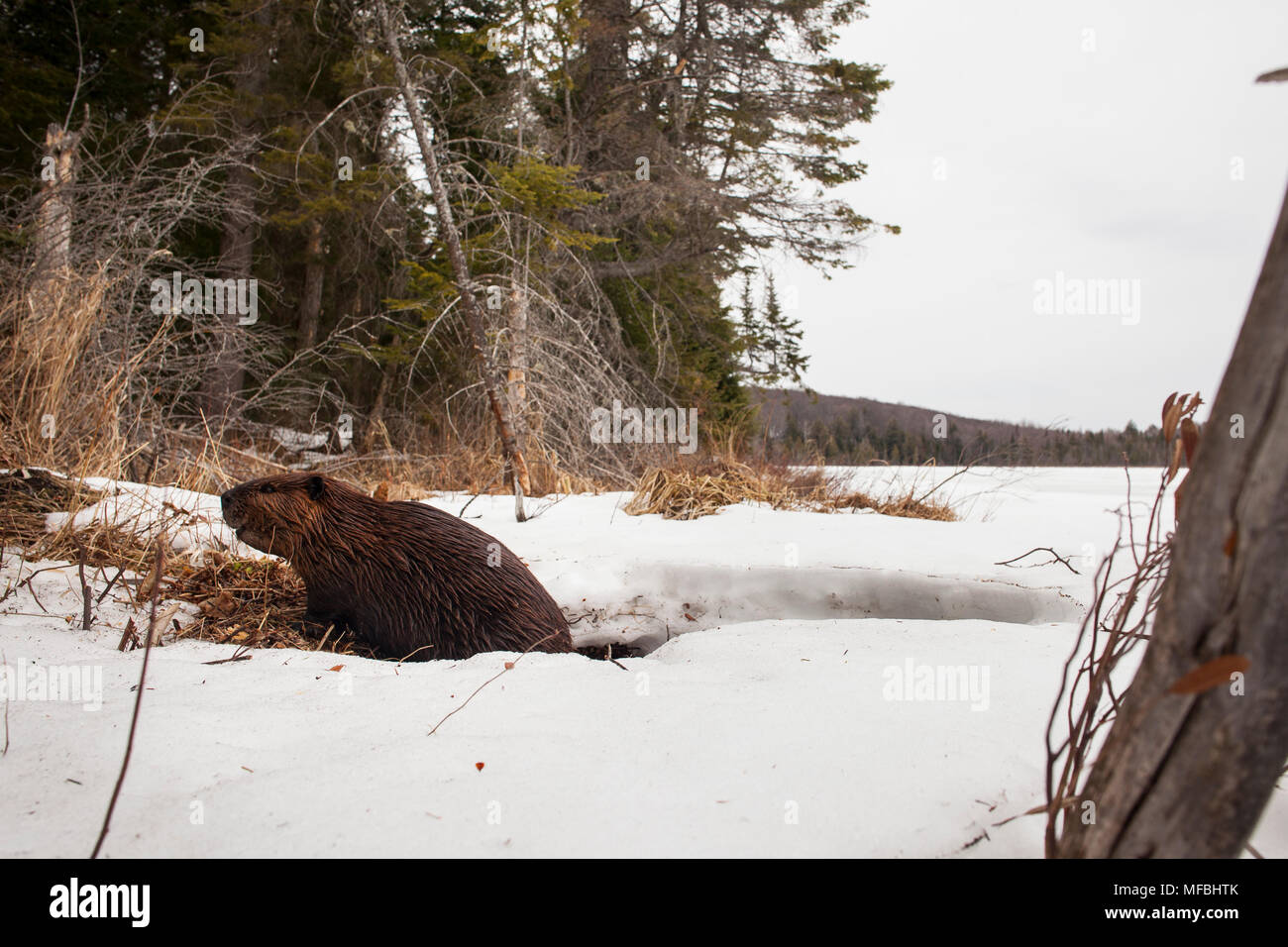 MAYNOOTH, ONTARIO, Kanada - 24 April 2018: Ein nordamerikanischer Biber (Castor Canadensis) Grünfutter für Lebensmittel. (Ryan Carter) Stockfoto