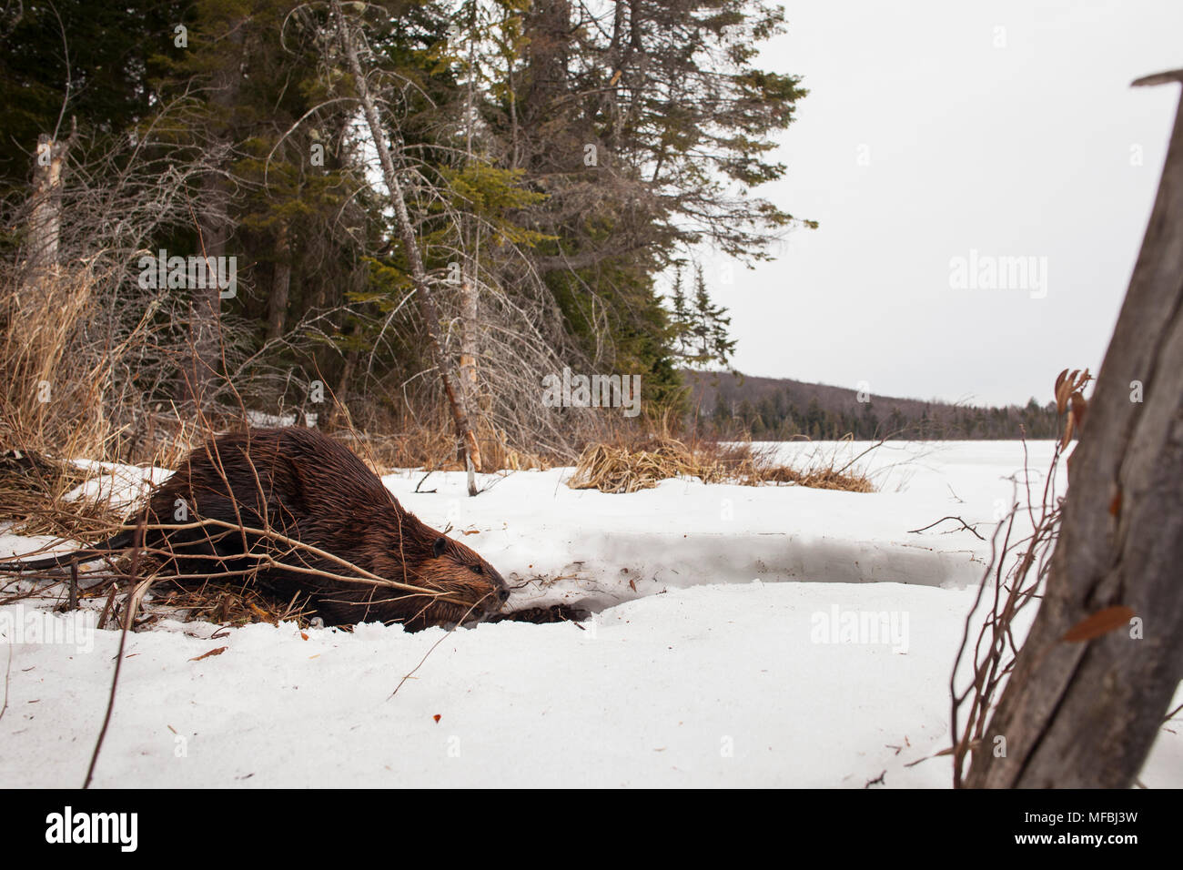 MAYNOOTH, ONTARIO, Kanada - 24 April 2018: Ein nordamerikanischer Biber (Castor Canadensis) Grünfutter für Lebensmittel. (Ryan Carter) Stockfoto