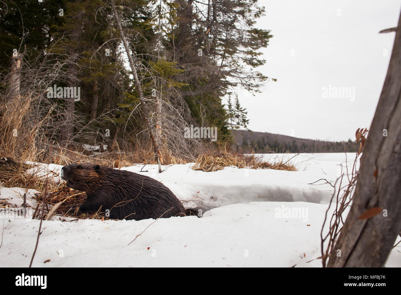 MAYNOOTH, ONTARIO, Kanada - 24 April 2018: Ein nordamerikanischer Biber (Castor Canadensis) Grünfutter für Lebensmittel. (Ryan Carter) Stockfoto