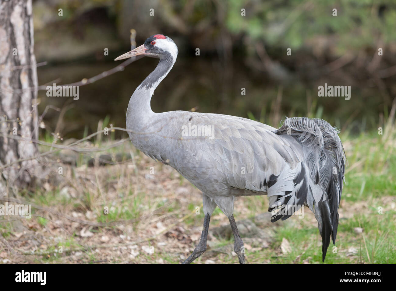 Eurasischen Kran, Trana, (Grus Grus) Stockfoto