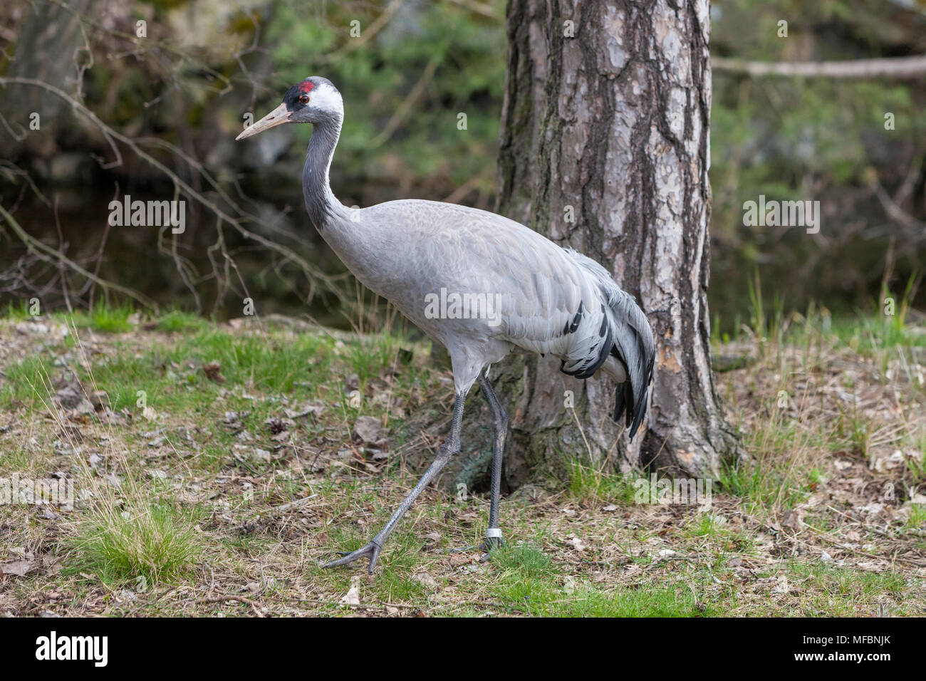 Eurasischen Kran, Trana, (Grus Grus) Stockfoto