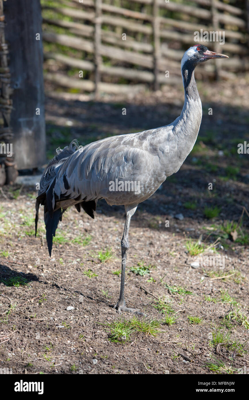 Eurasischen Kran, Trana, (Grus Grus) Stockfoto