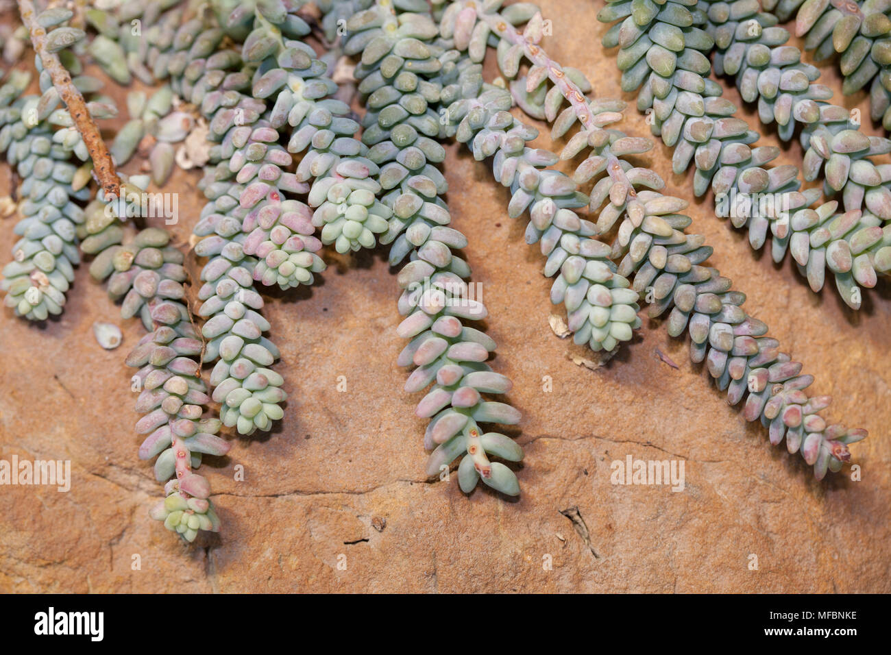 Burro's Schwanz, Liten apsvans (Sedum morganianum) Stockfoto