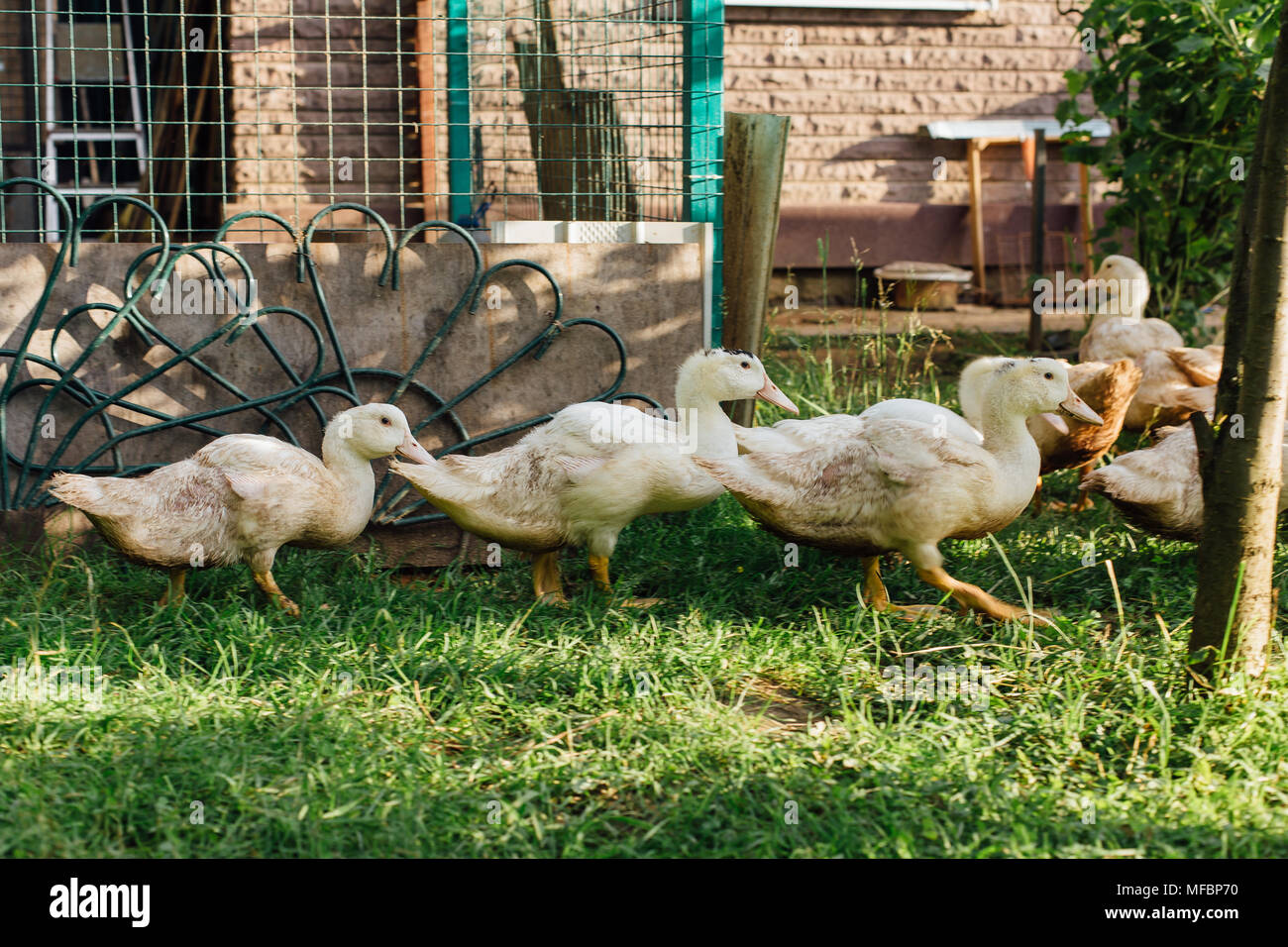 Weiss Inlandischen Enten Im Garten Stockfoto Bild 181582436 Alamy