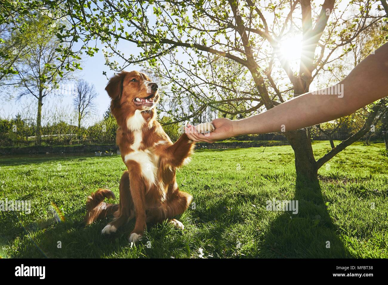 Frühling auf den Garten. Mann, von dem sein Hund (Nova Scotia Duck Tolling Retriever) auf den Sonnenuntergang. Stockfoto