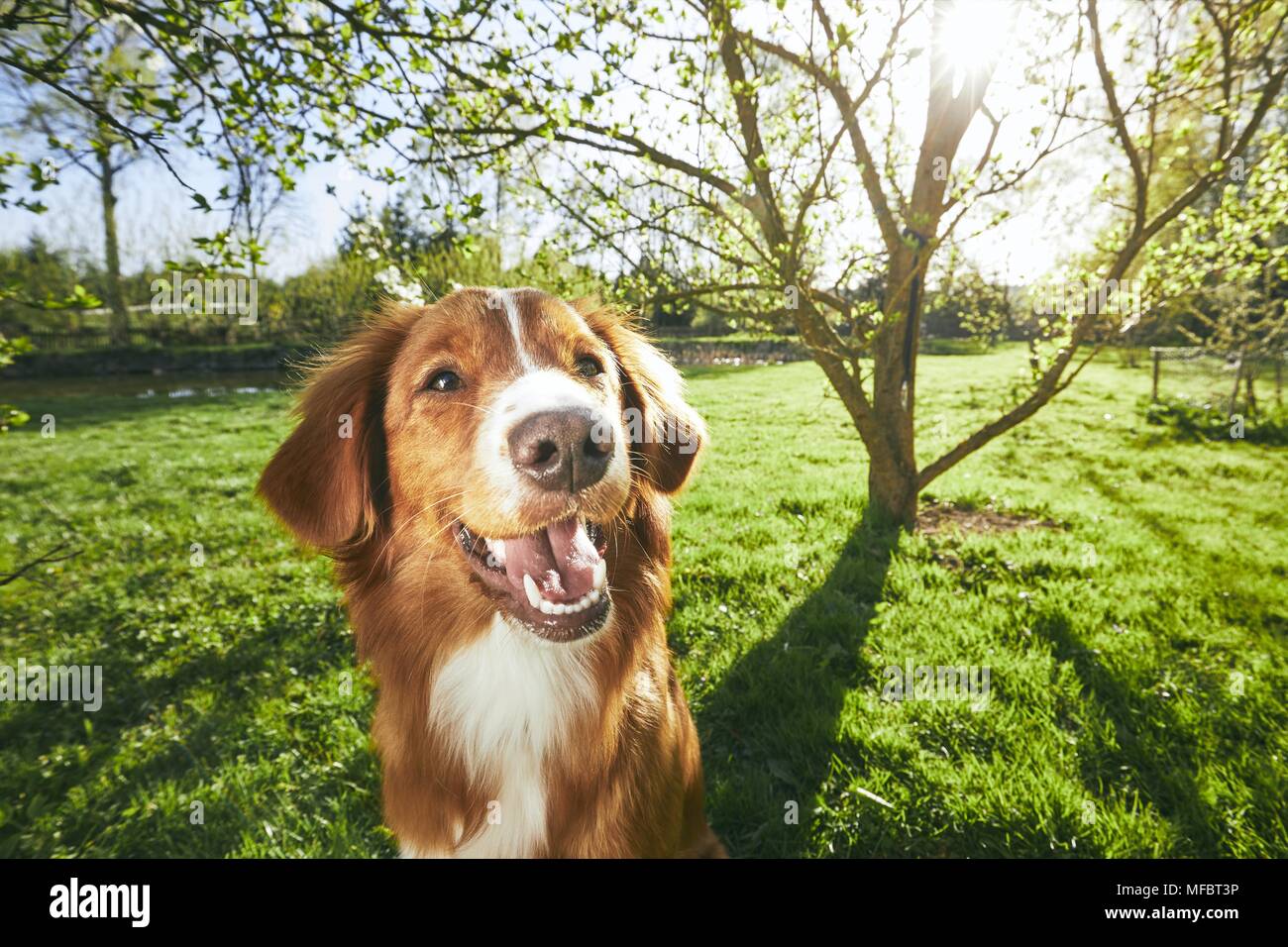 Frühling auf den Garten. Hübsch und freundlich Hund (Nova Scotia Duck Tolling Retriever) sitzen unter Baum auf den Garten während des Sonnenuntergangs. Stockfoto