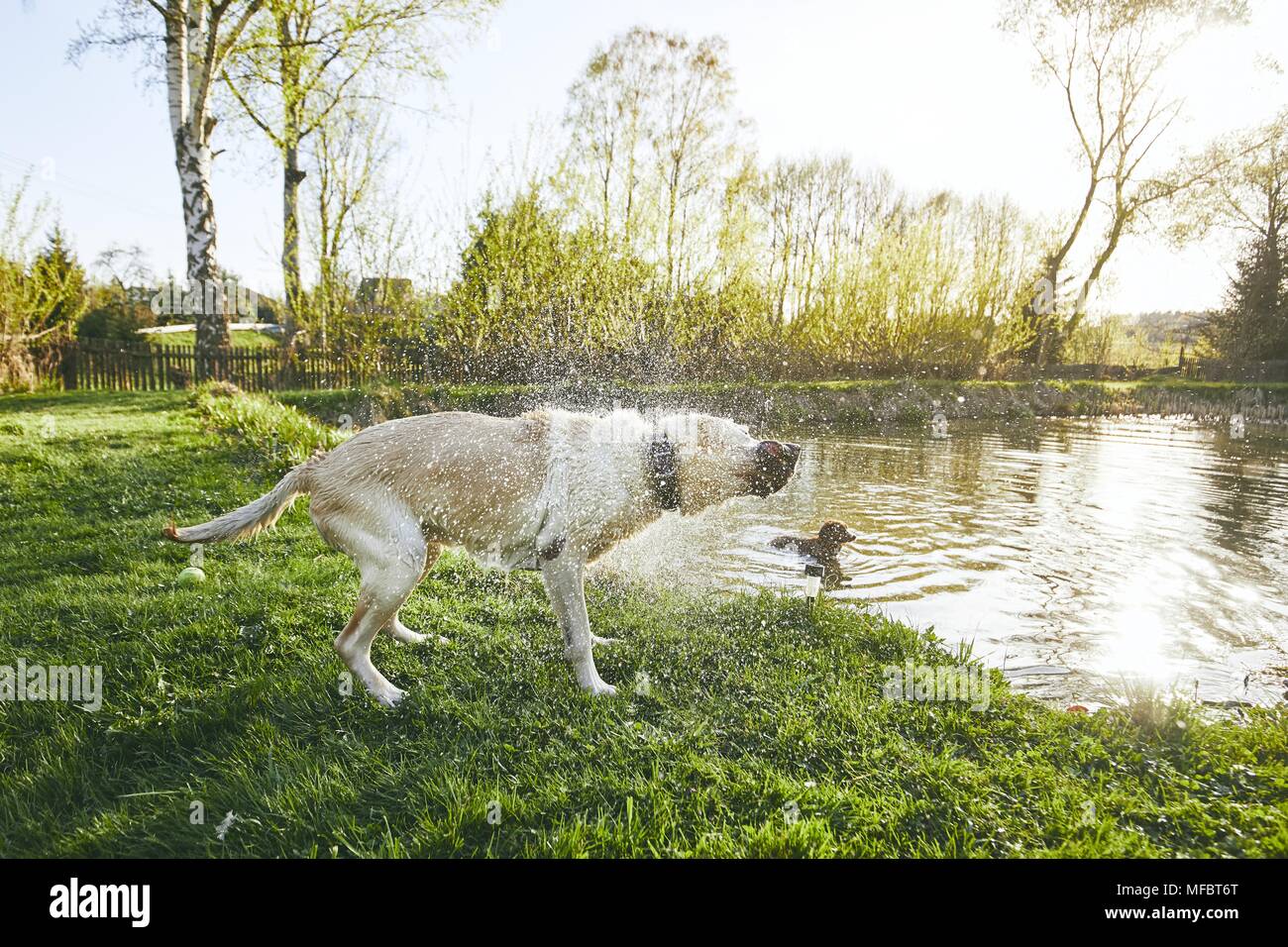 Hund (Labrador retriver) schüttelte das Wasser nach dem Schwimmen im See bei Sonnenuntergang. Stockfoto