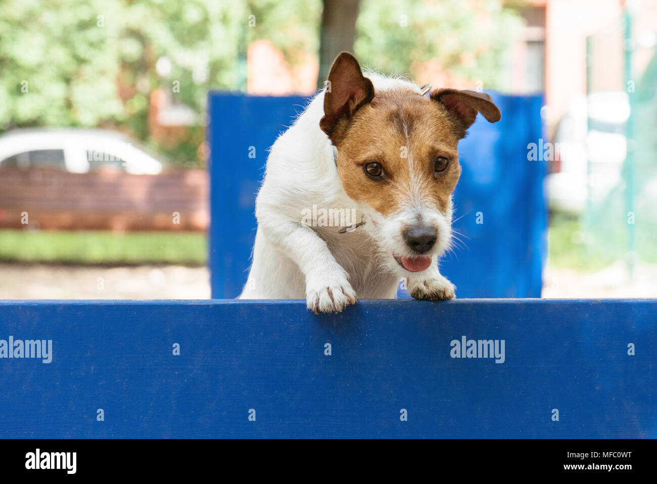 Sprung über Hürde bei Hund ohne Leine Hund im Park während Agilität und Hindernislauf Stockfoto