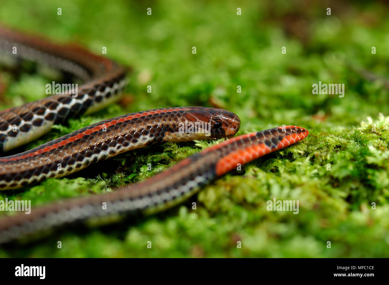 Gebänderte KORALLENSCHLANGE Maticora intestinalis Malaysia Stockfoto
