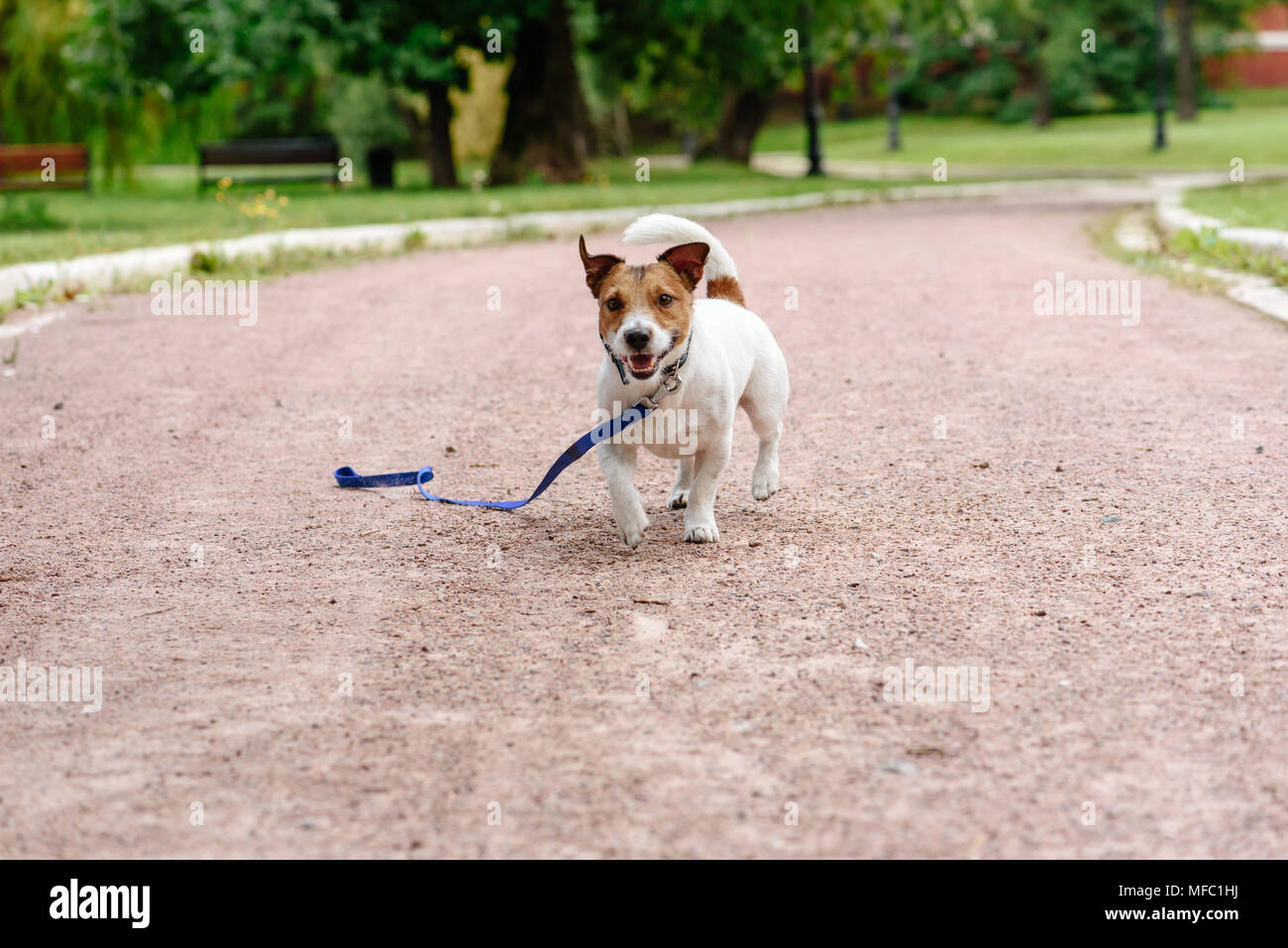 Verlorenen Hund wandern mit lockerer Leine auf dem Boden glücklich sein Besitzer zu finden Stockfoto