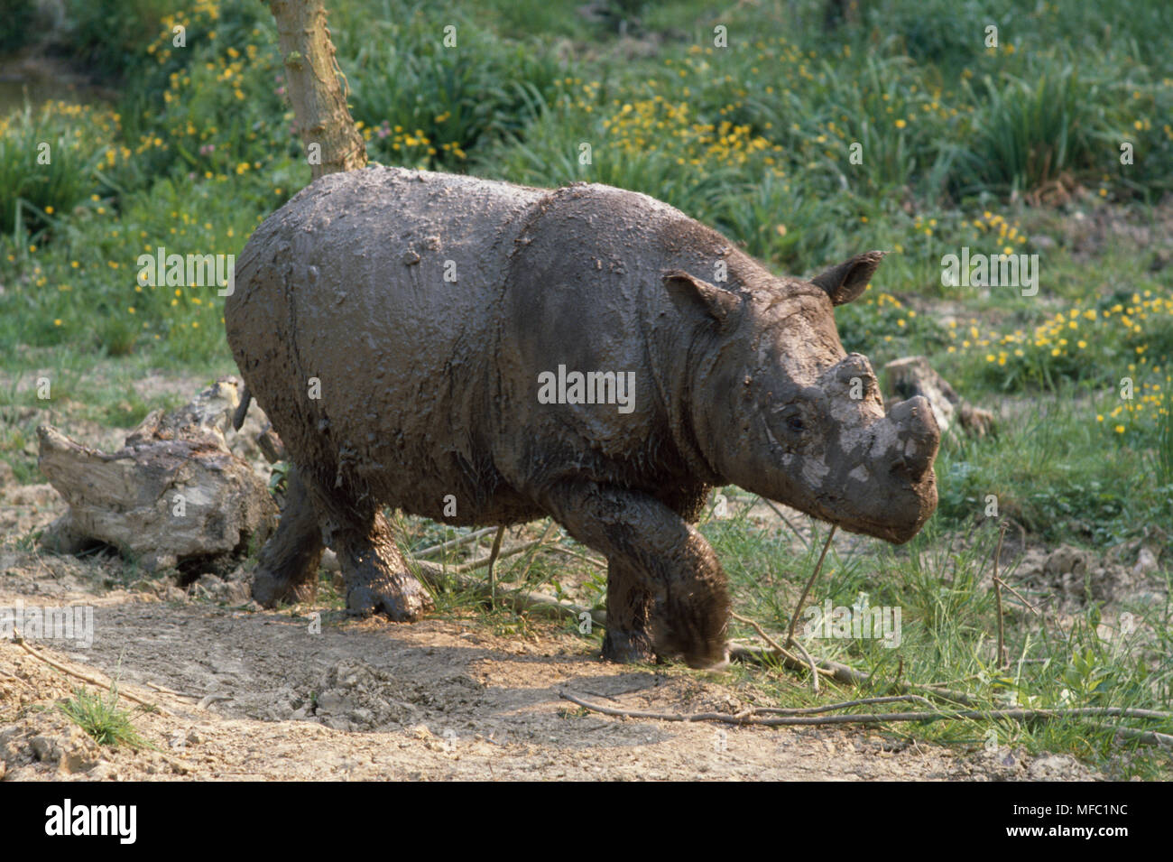 Sumatra Rhinozeros Dicerorhinus sumatrensis Südostasien gefährdet Stockfoto