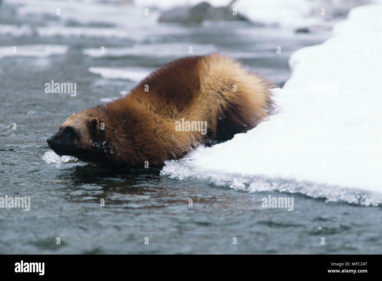 Nordamerikanischen WOLVERINE Gulo Gulo luscus Fluß im Winter Bridger Berge, Montana, NW USA Stockfoto