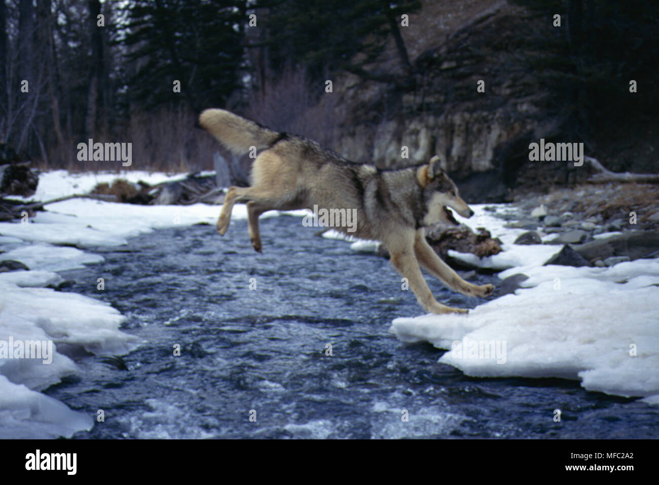 NORTH AMERICAN GREY WOLF oder TIMBER WOLF Canis lupus springen Fluss Montana, North Western USA Stockfoto