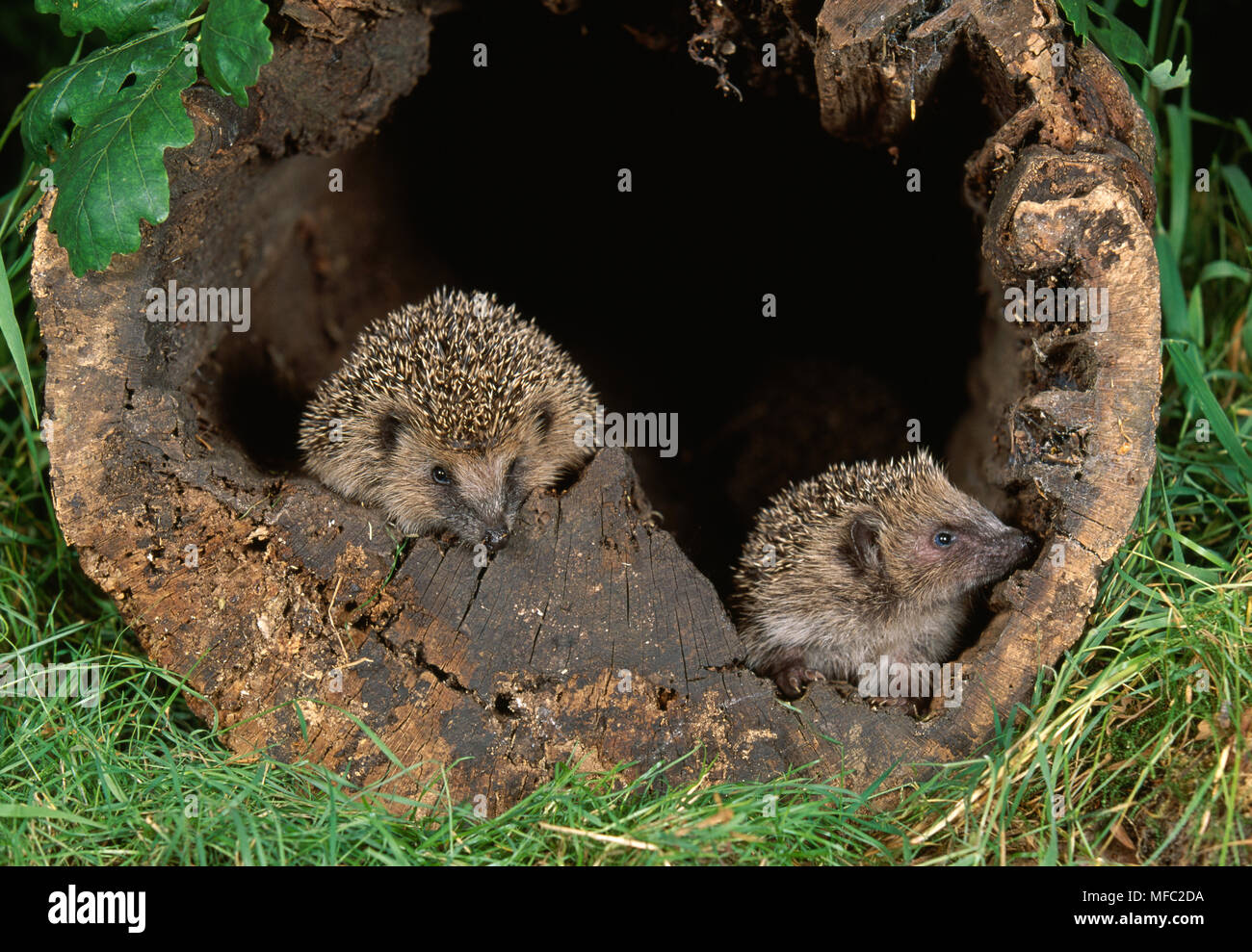 Igel nest Fotos und Bildmaterial in hoher Auflösung Alamy