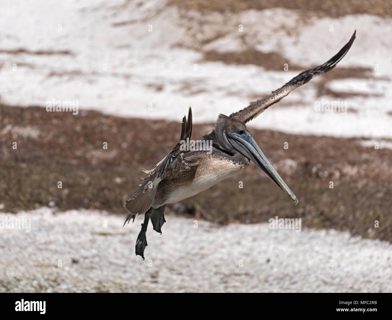 Braunpelikan (Pelecanus occidentalis) im Landeanflug, Holbox, Mexiko Stockfoto