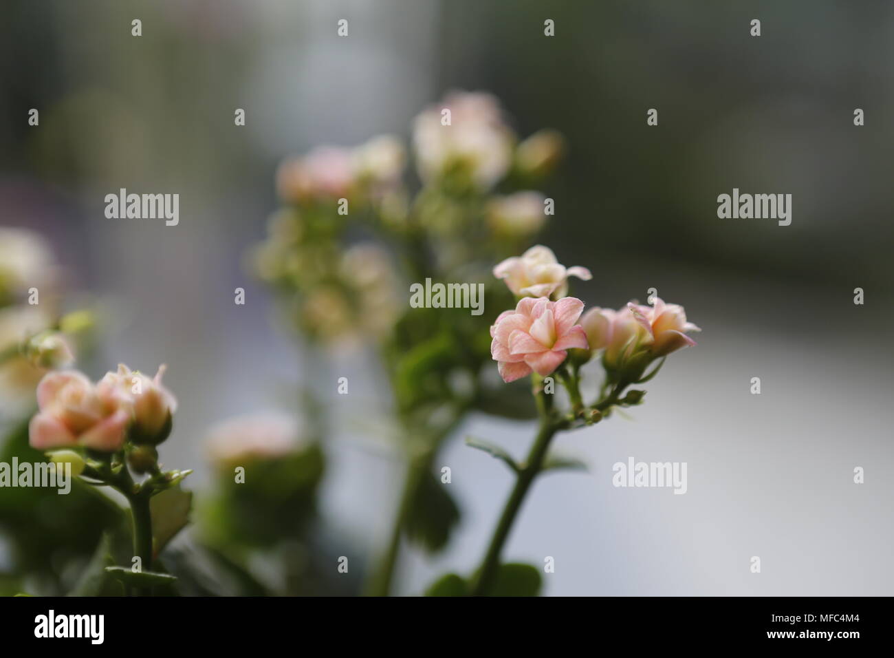 Blume, Nahaufnahme Stockfoto