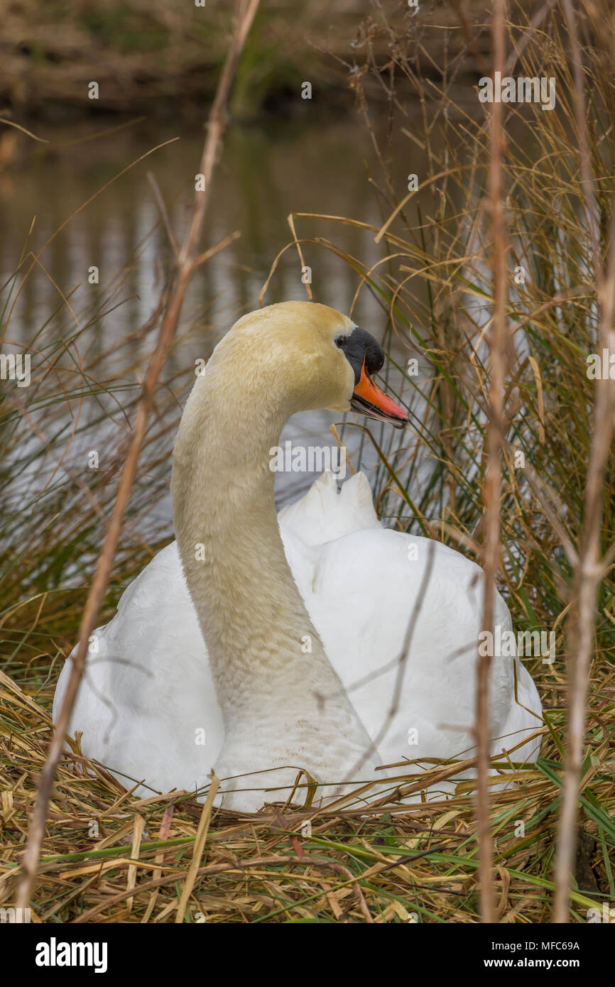 Mute swan auf Nest an Slimbridge Stockfoto