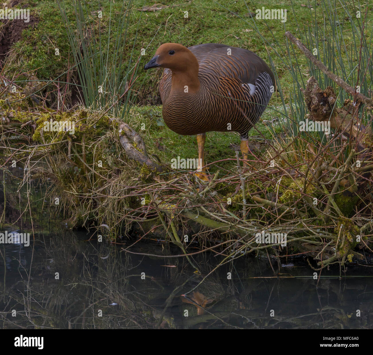 Magellan Gans an Slimbridge Stockfoto