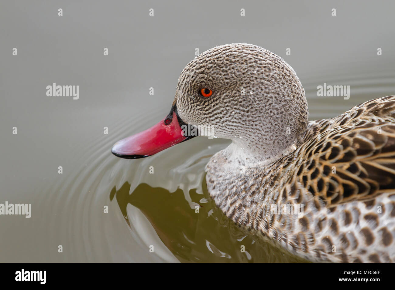 Cape/Petrol an Slimbridge Stockfoto