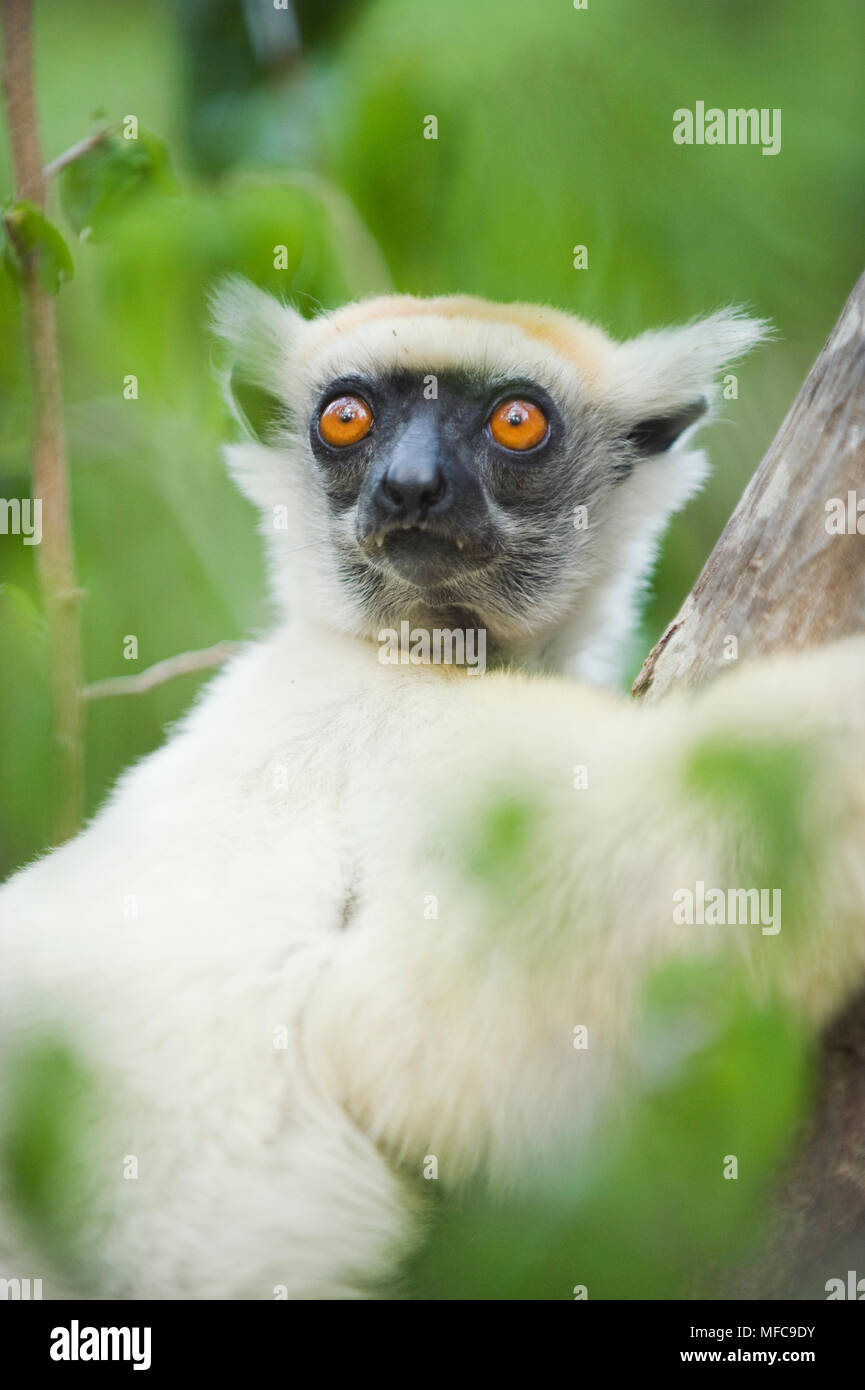 Golden gekrönte Sifaka (Propithecus Fenamby tattersallli), Reserve, Daraina, Nordosten Madagaskars gefährdet Stockfoto