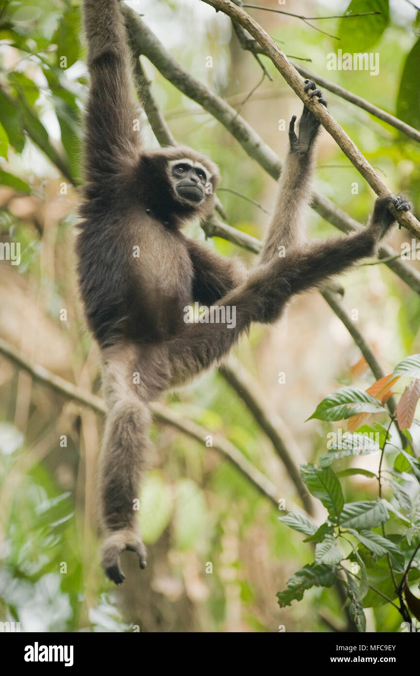 Western Hoolock Gibbon (Hoolock hoolock) Junge weibliche, Gibbon Wildlife Sanctuary, Assam, Indien, gefährdete Stockfoto