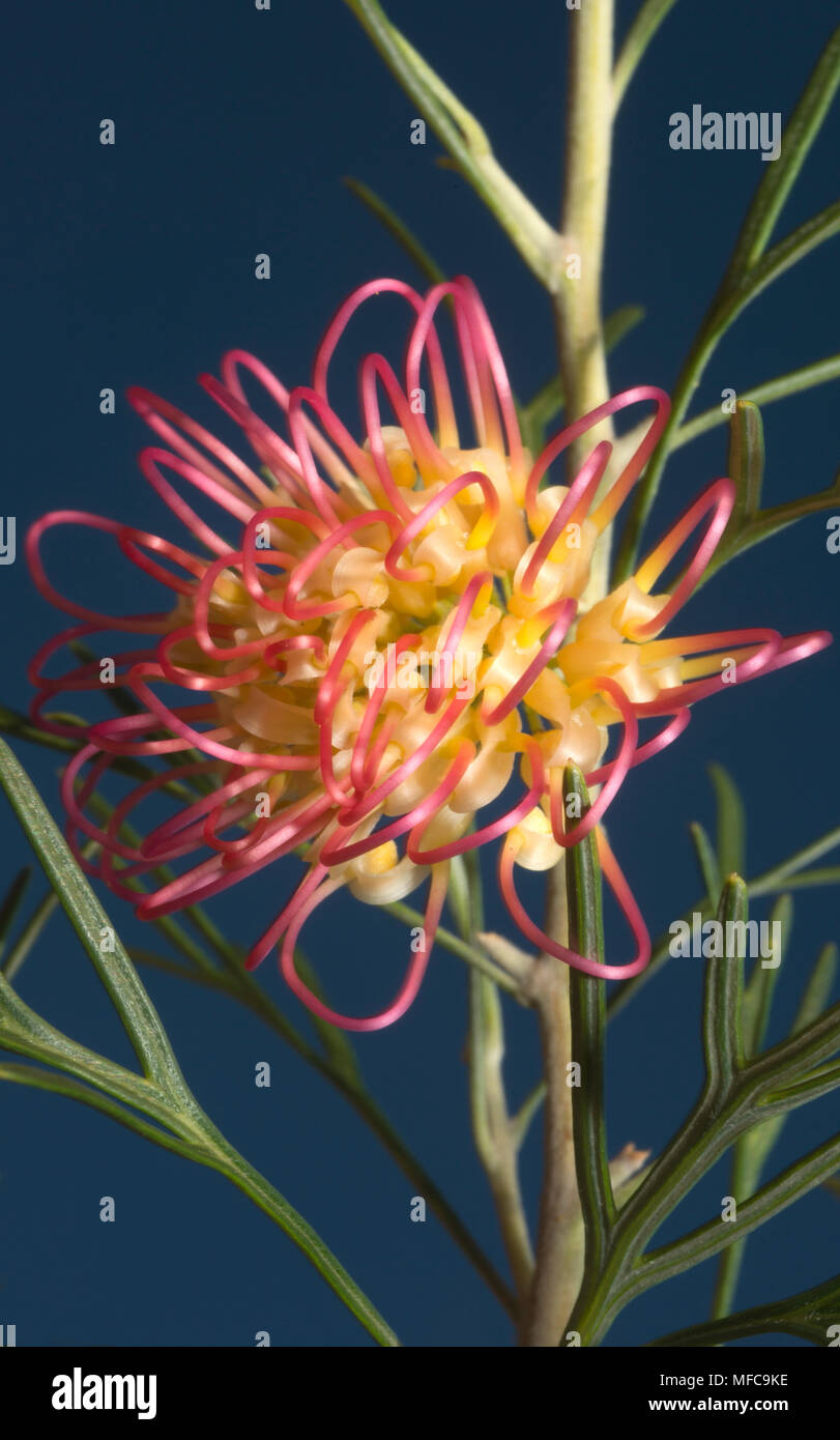 Blume (Grevillea sp.) Hyden, Western Australia Stockfoto