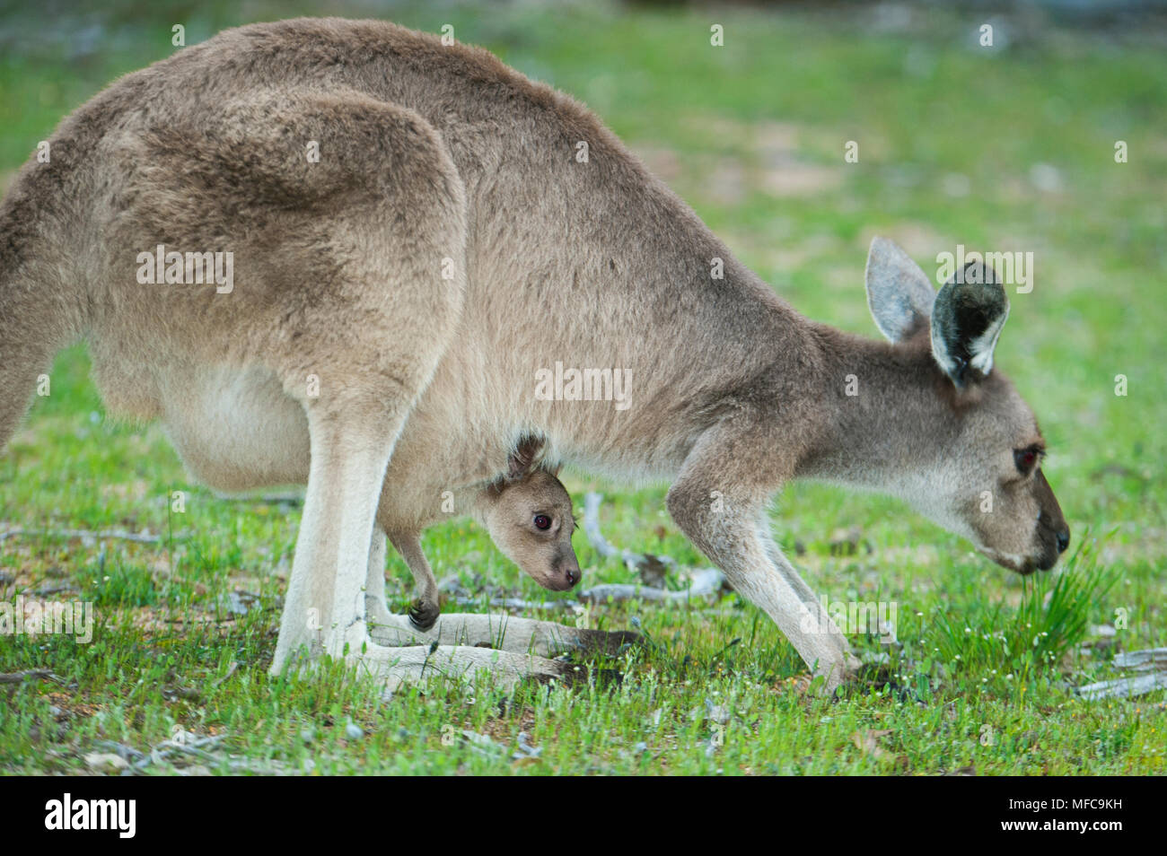 Western grey Kangaroo (Macropus Fuliginosus), Weibliche mit Joey im Beutel, Marbles Finden, in der Nähe der Narrogin, Western Australia Stockfoto