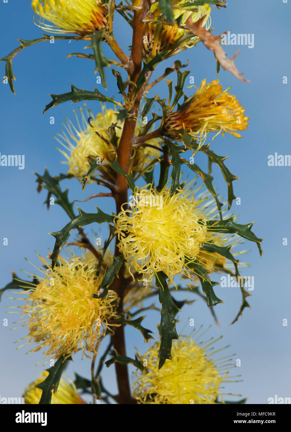 Blumen Banksia (Banksia nobilis) Fox's Lair Waldland, Narrogin, Western