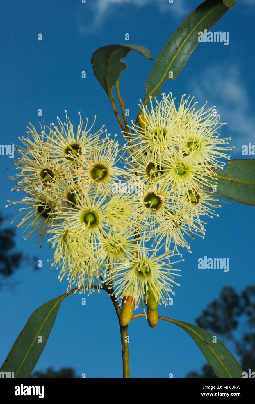 Blumen von Jarrah (Eukalyptus marginata) Marbles Waldland, Narrogin, Western Australia Stockfoto