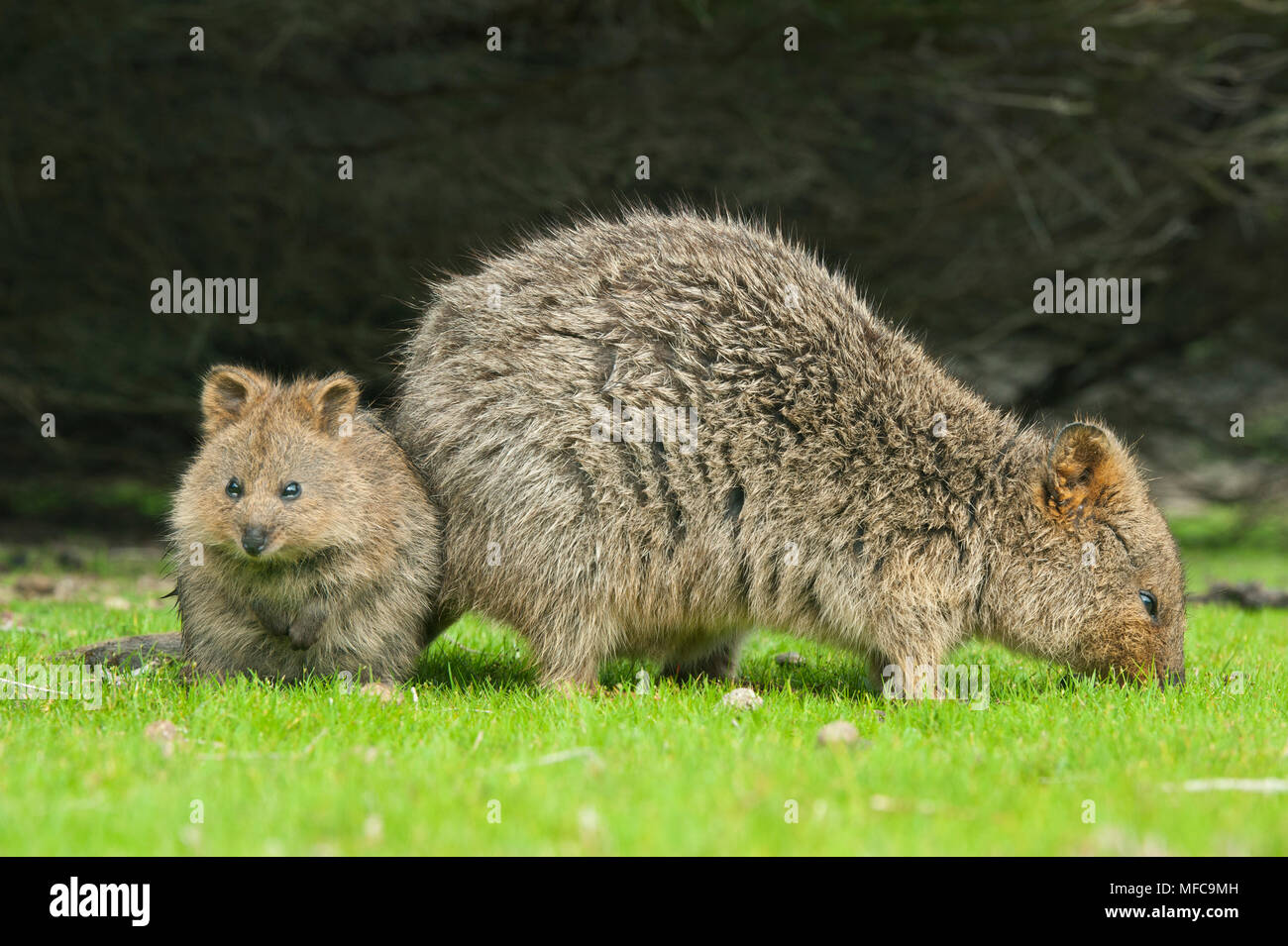 Quokka (Setonix Brachyurus) Rottnest Island, Perth, Western Australia, gefährdete Stockfoto