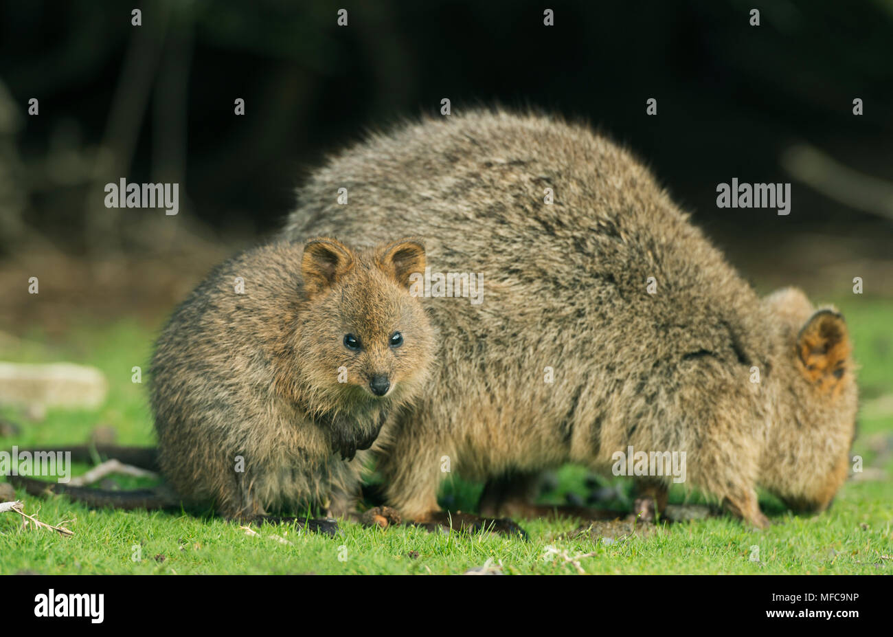 Quokka (Setonix Brachyurus) Rottnest Island, Perth, Western Australia, gefährdete Stockfoto