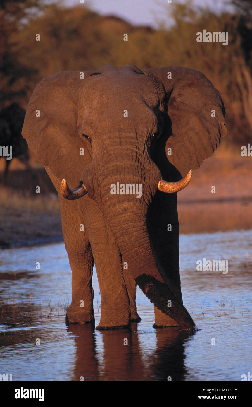 Afrikanischer Elefant trinken Loxodonta africana Okavanga Delta, Botswana. Stockfoto