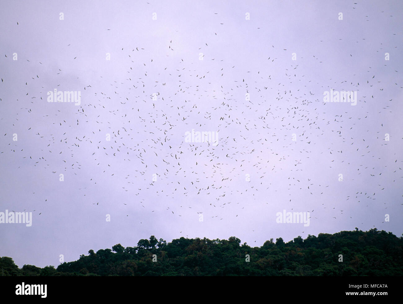 Falken im Flug auf der jährlichen Migration vor allem Breit geflügelten Falken Buteo platypterus & Swainson's Falken Buteo Swainsoni. Talamanca Range, >> Stockfoto