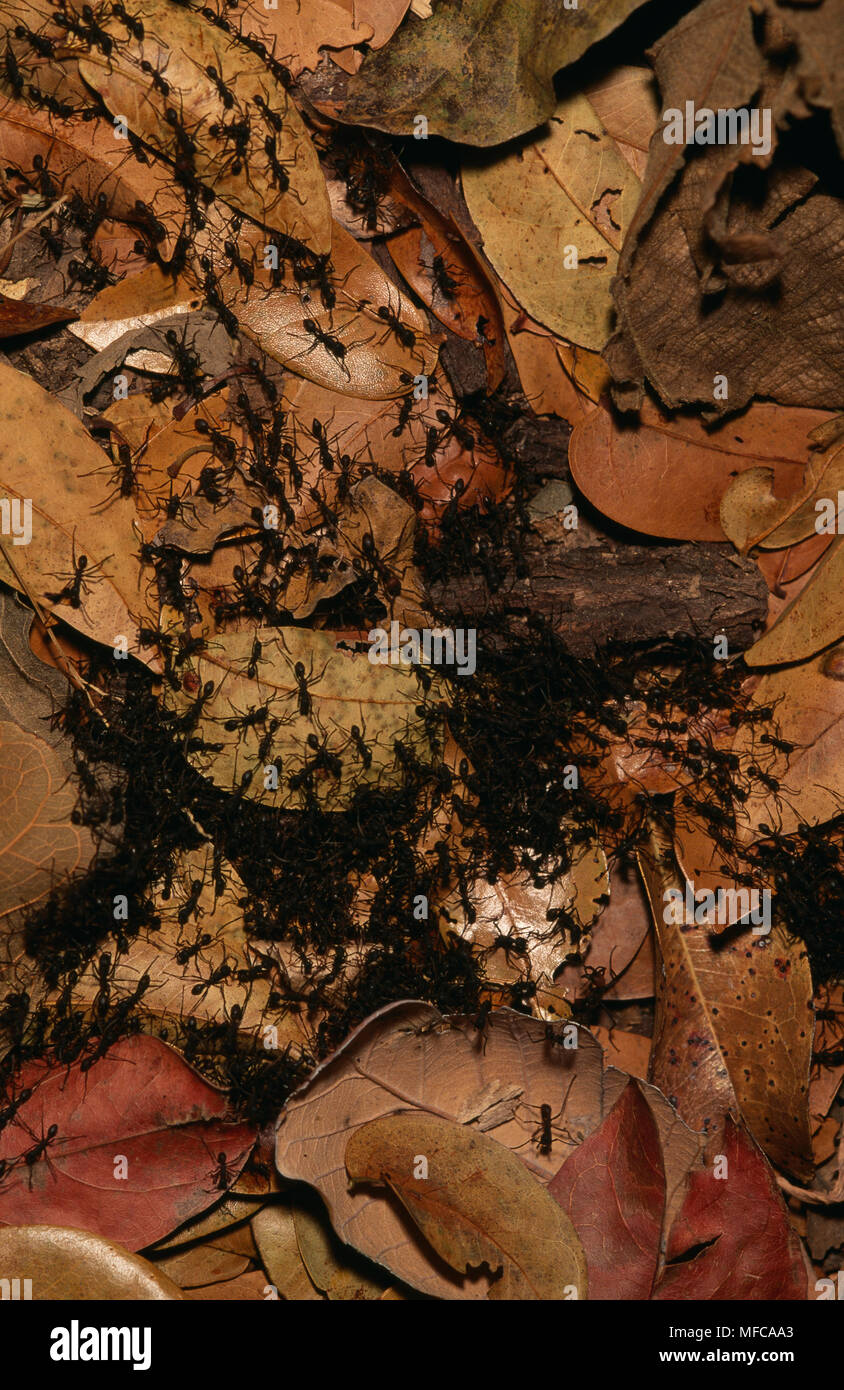 Armee ameisen Eciton sp. Santa Rosa National Park, Costa Rica. Stockfoto