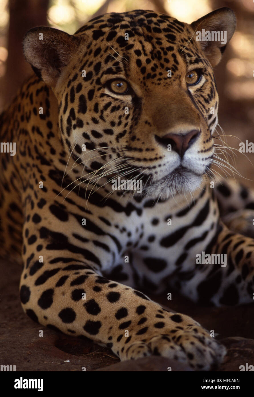 Panthera onca JAGUAR Kopf detail Costa Rica Stockfoto