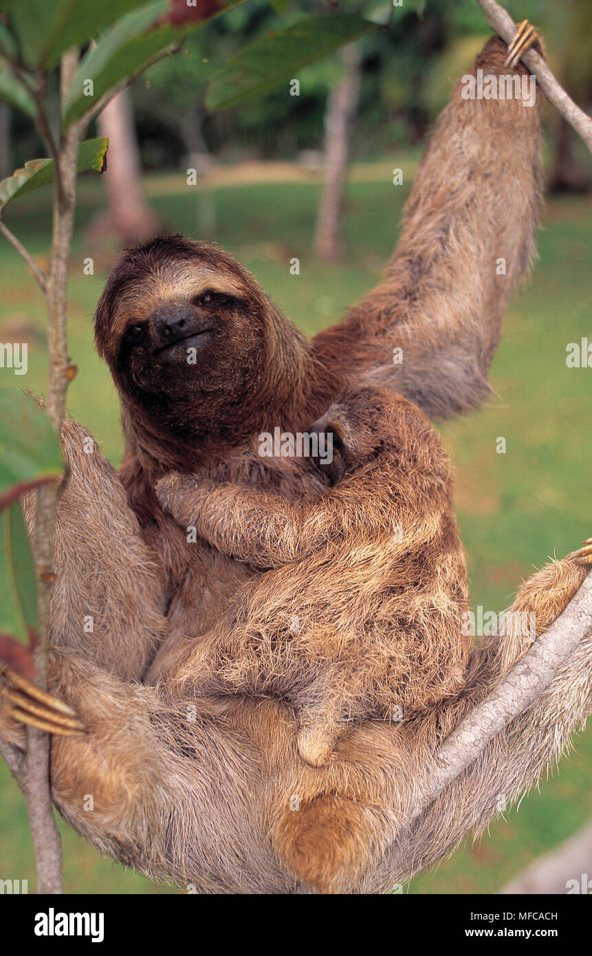 Drei-TOED SLOTH Bradypus tridactylus ruht im Baum mit jungen Costa Rica, Mittelamerika Stockfoto