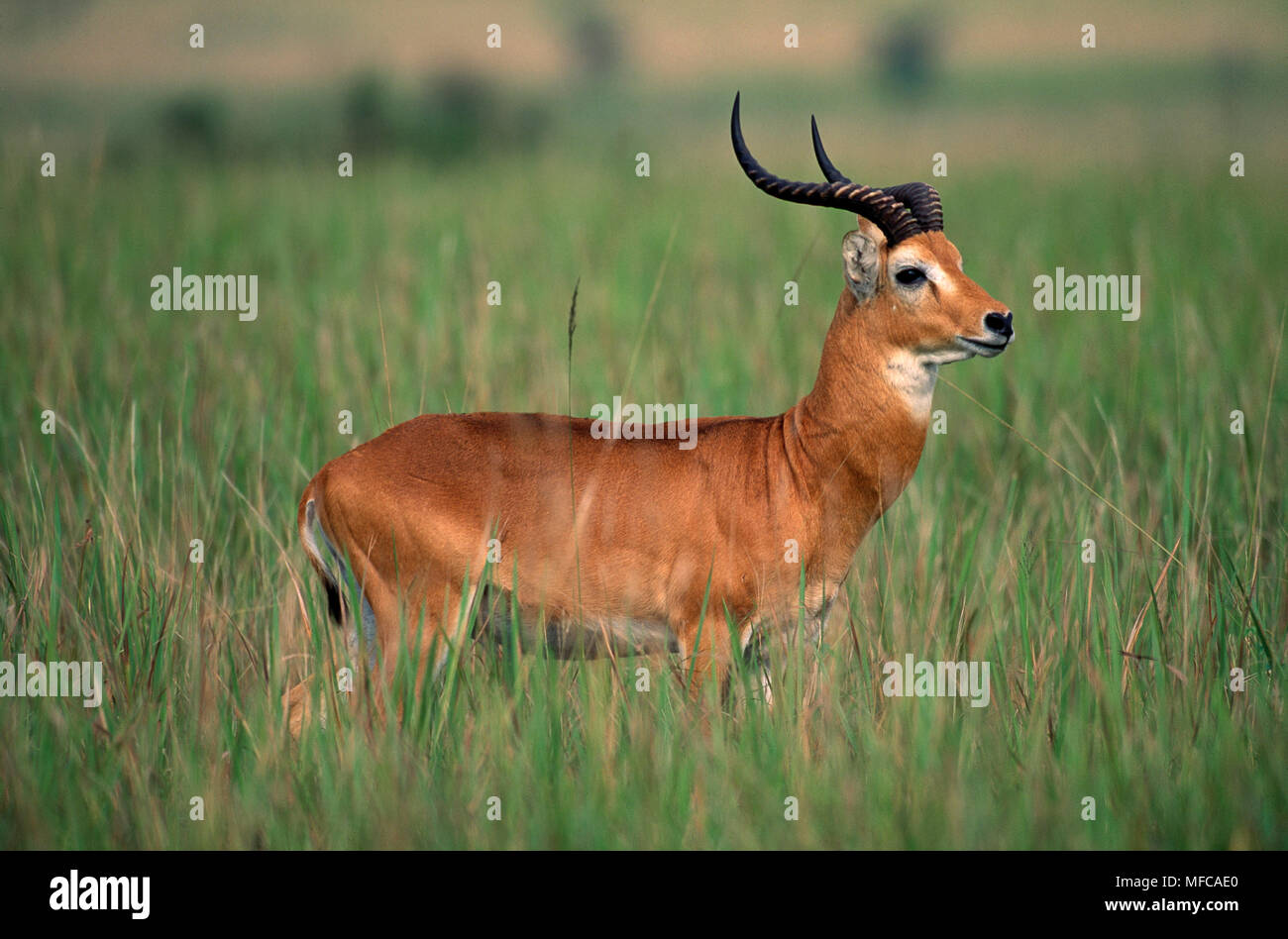 KOB männlichen Kobus kob Queen Elizabeth National Park, Uganda Stockfoto