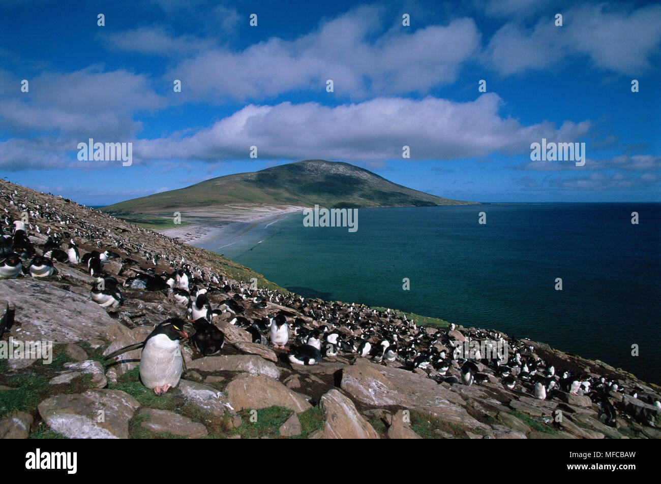 Zügelpinguin Pygoscelis antarctica Kolonie Bailey Kopf, Deception Island in der Antarktis. Stockfoto