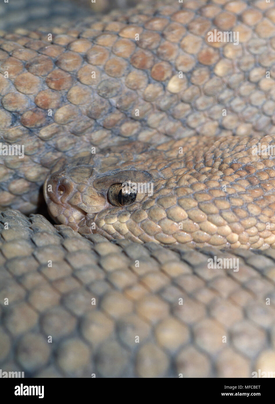 ARUBA KLAPPERSCHLANGE Kopf detail Crotalus unicolor (in Gefangenschaft) Gefährdete sp endemisch auf Aruba, Niederländische Antillen, Karibik. Stockfoto