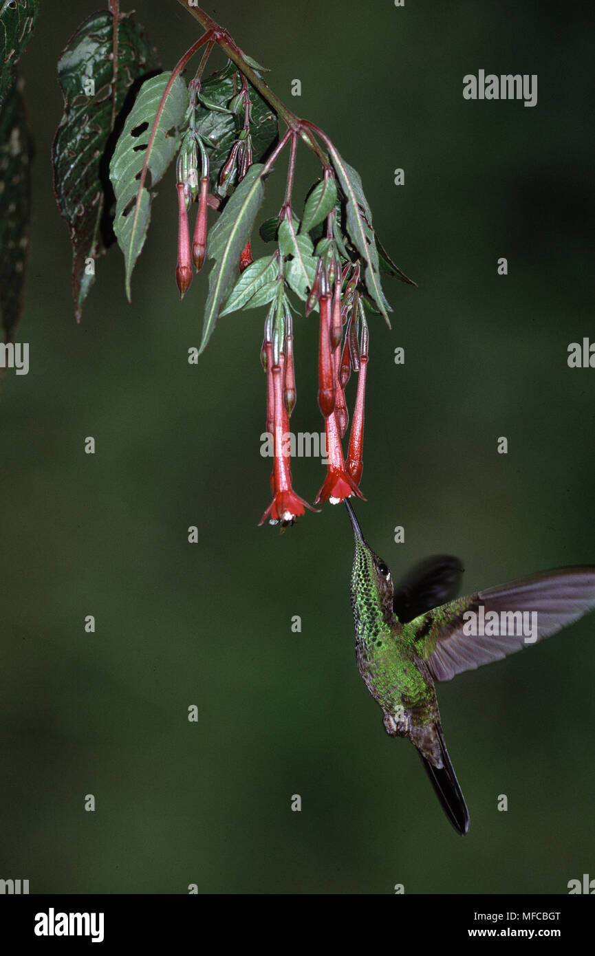 Violett-FRONTED BRILLANTE HUMMINGBIRD Männchen im Flug Heliodoxa leadbeateri trinken Nektar von wilden Fuchsia. Peru. Stockfoto