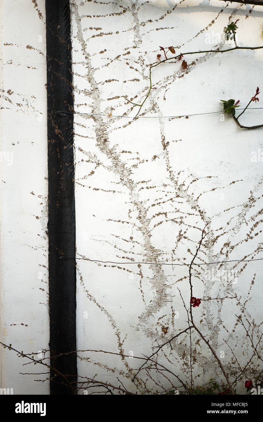 Muster und Maßwerk offormer klammerte sich Ivy afterr die invasive Pflanze von einem weißen Scheune Wand in Großbritannien entfernt wurde Stockfoto