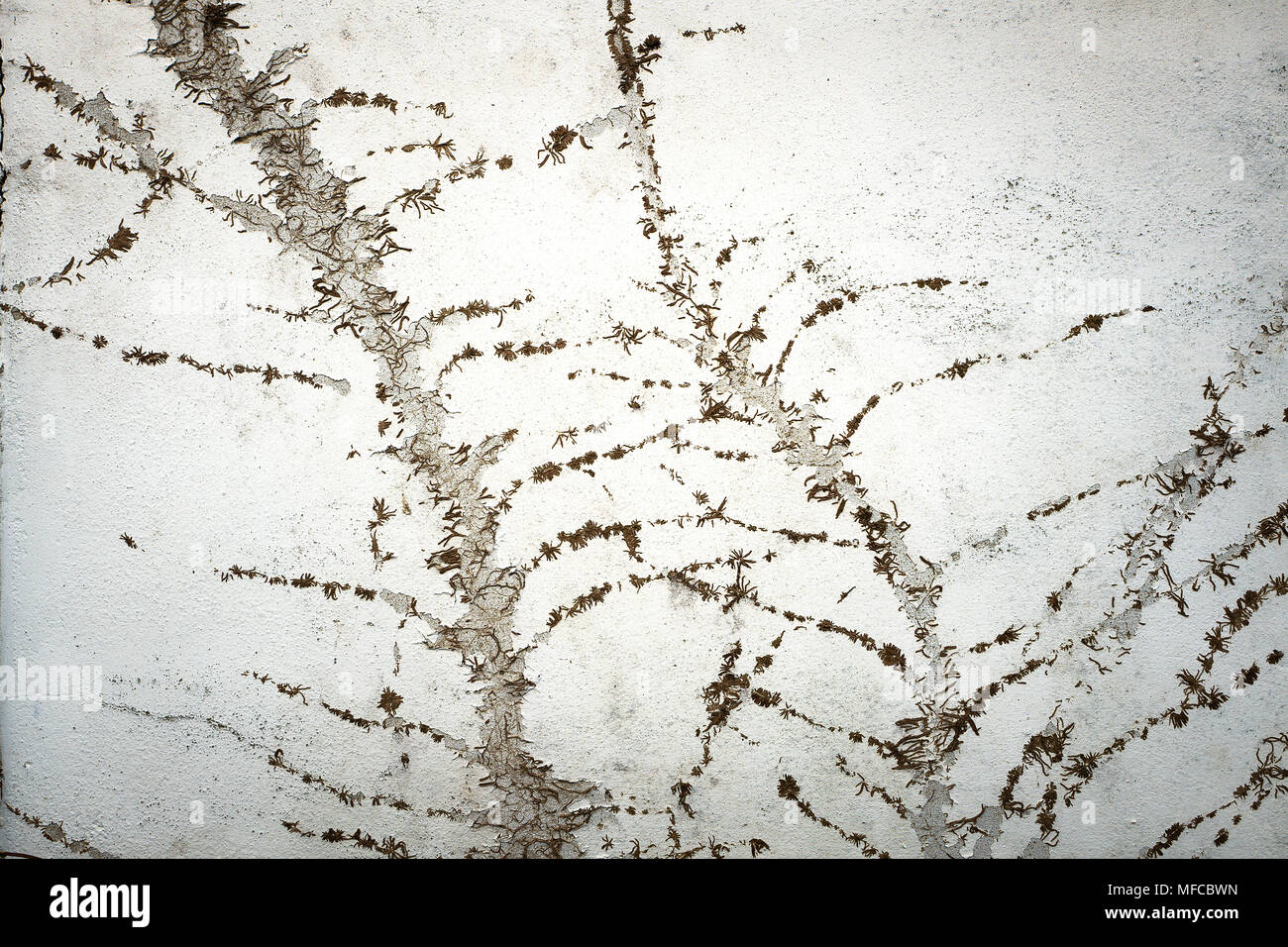 Muster und Maßwerk des Festhaltens Efeu afterr die invasive Pflanze aus einer weißen Wand in Großbritannien entfernt wurde Stockfoto