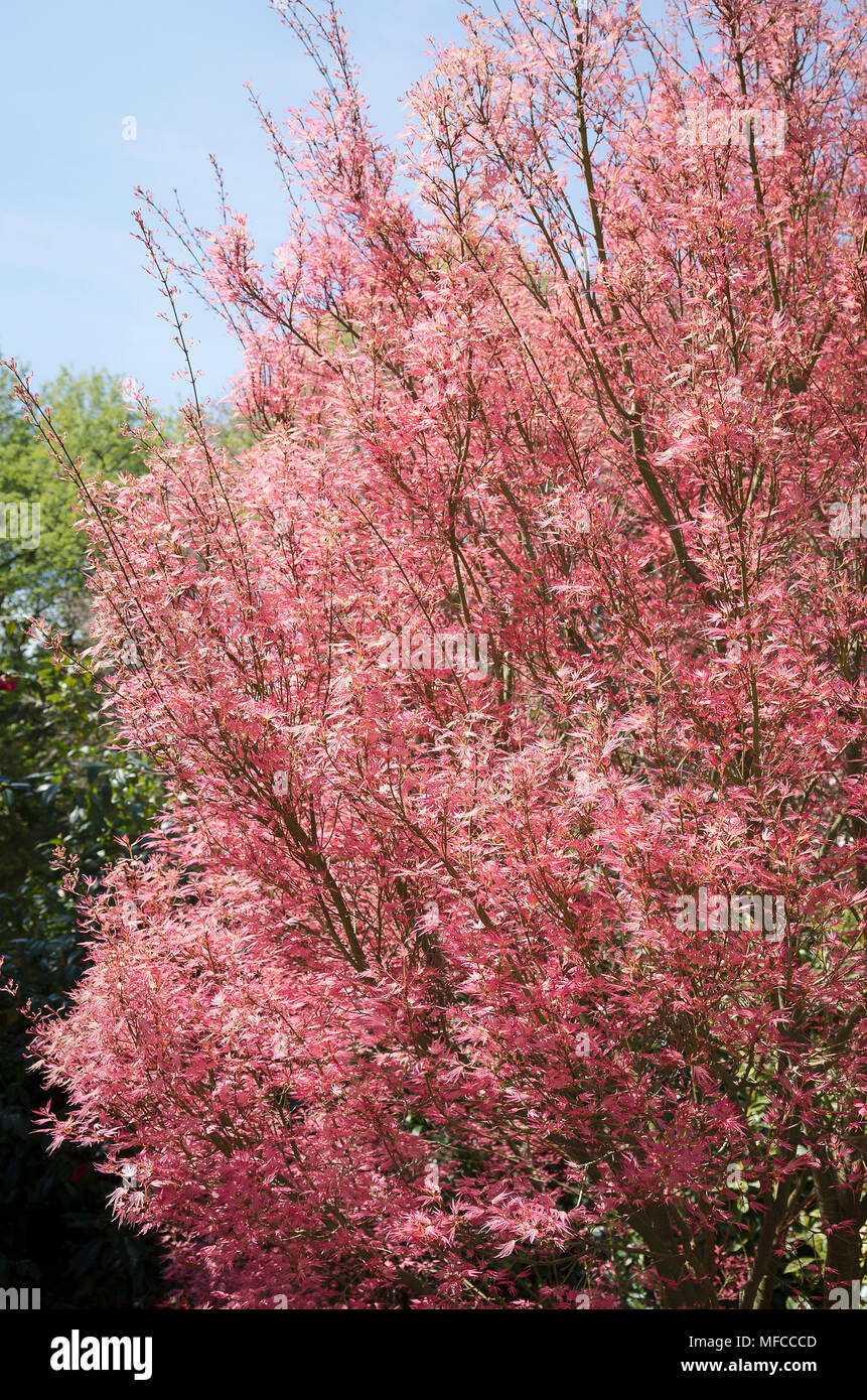 Acer palmatum Wilson's Rosa Zwerg, blass rosa Laub im späten Frühjahr in einen Englischen Garten Stockfoto