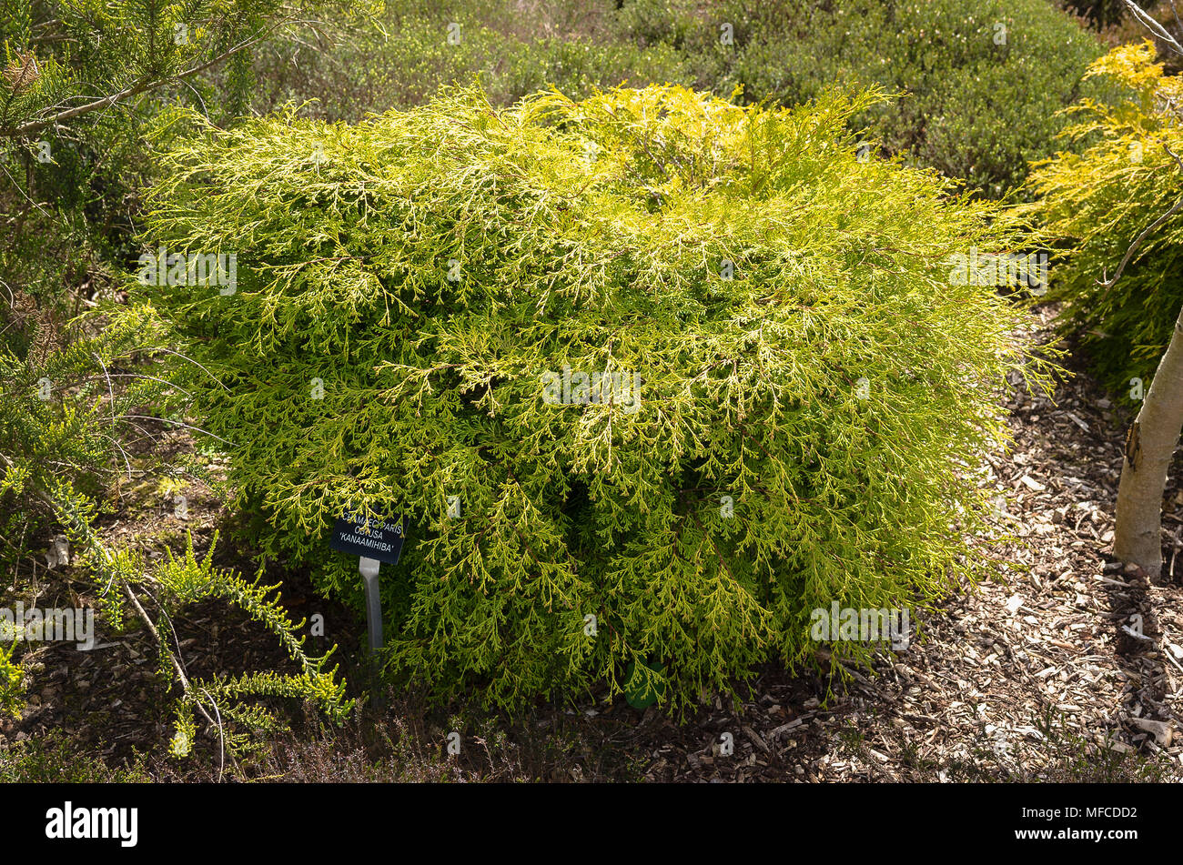 Chamaecyparis obtusa Kanamachiba immergrüne Nadelbaum in einem Englischen Garten Stockfoto