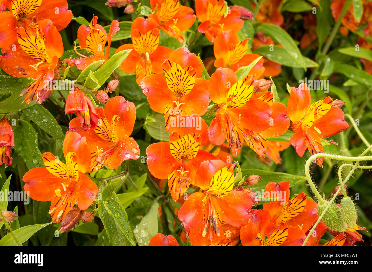 Die hellen und farbenfrohen Blumen Alstromeira in einem Englischen Garten Stockfoto