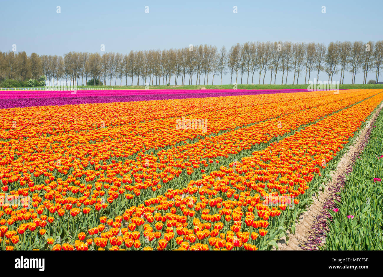 Von Rot Gelb Lila und rosa Tulpen in Holland auf goeree mit einem Baum im Hintergrund abgelegt in Holland Stockfoto