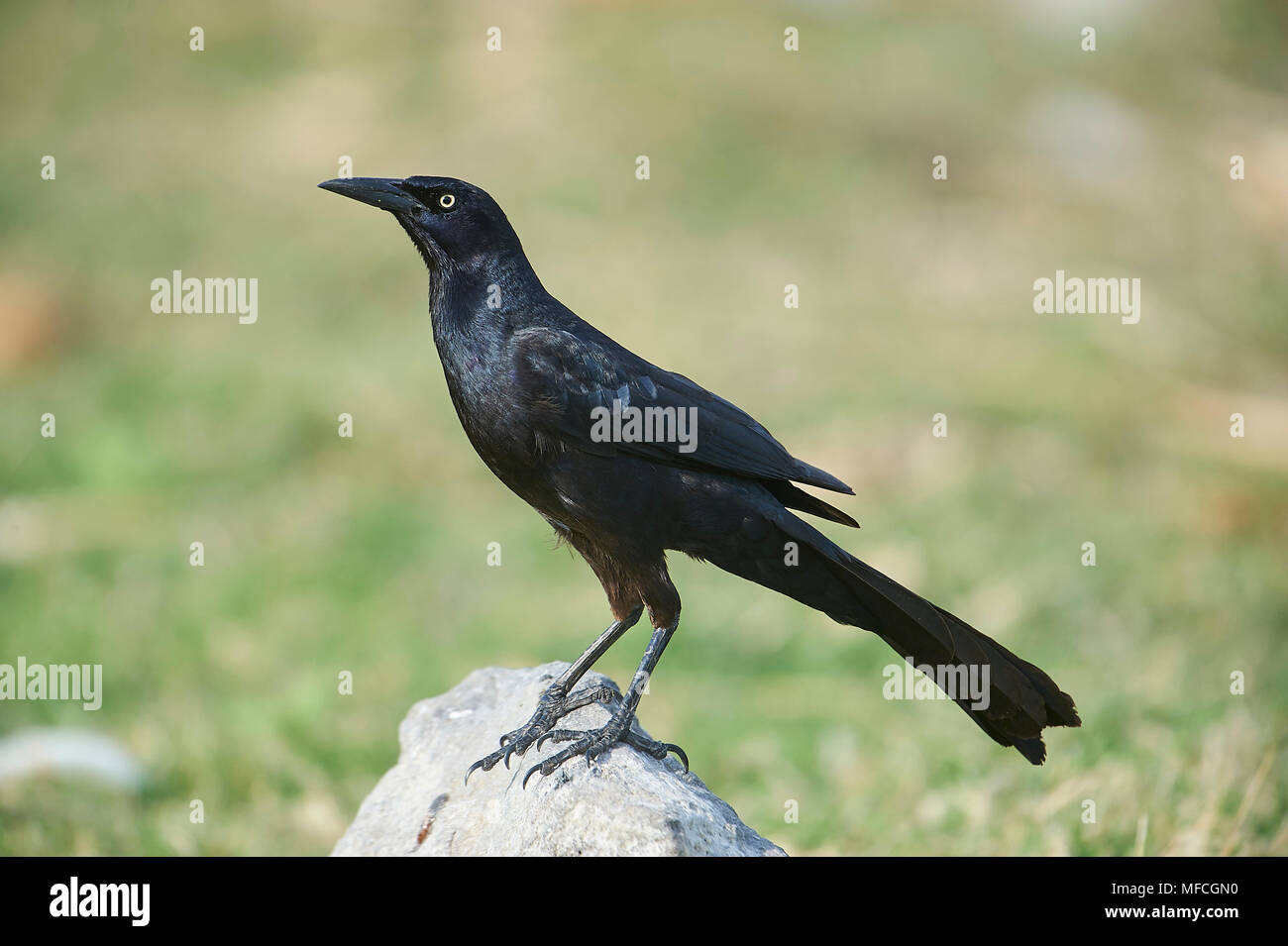 Männliche große-tailed Grackle (Quiscalus mexicanus) (AKA mexikanischen Grackle) thront auf einem Felsen entlang des Lago de Chapala, Jocotopec, Jalisco, Mexiko Stockfoto