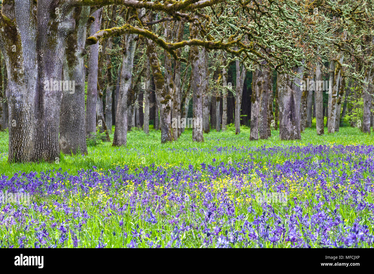 Wiese von Blue Camas Wildblumen mit Eichenwald Stockfoto